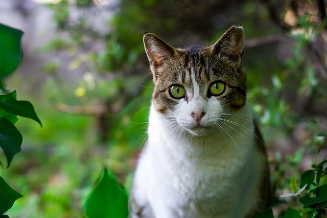 gato.jpg